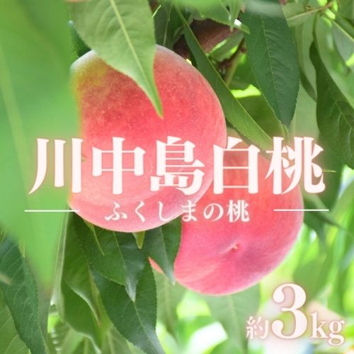 【ふるさと納税】No.1512福島のもも「川中島白桃」約3kg【2025年発送】