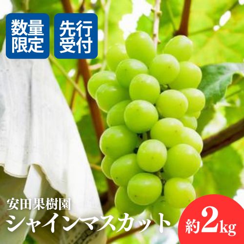【ふるさと納税】No.2613ぶどう　シャインマスカット約2kg【2025年発送】