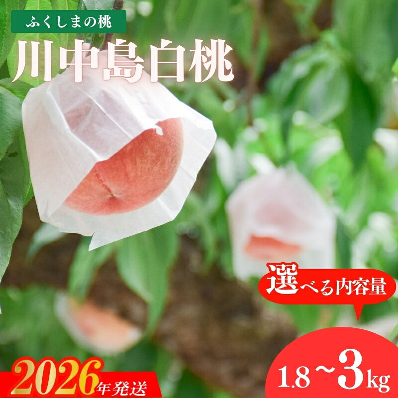 【ふるさと納税】 古井果樹園 もも「川中島白桃」約1.8kg 約3kg【2026年発送　先行予約】｜福島県福島市