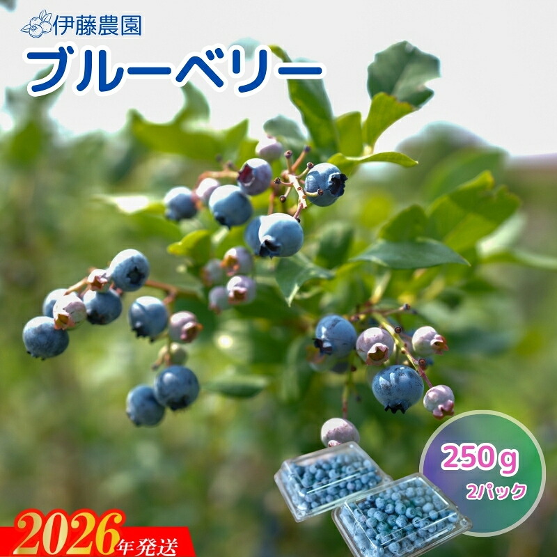 【ふるさと納税】No.3243　ブルーベリー（生）約250g ×2パック 【2026年発送】