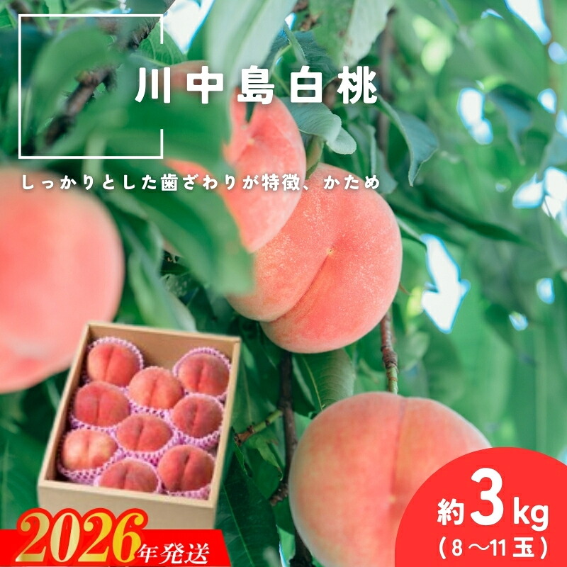 【ふるさと納税】No.2994 「川中島白桃」約3kg(8~11玉)【2026年発送 先行予約】|福島県福島市