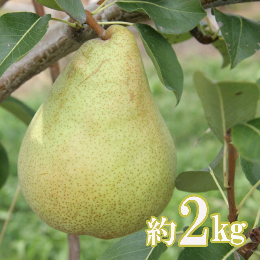 ふるさと納税 末末取って置く No 0933ラ フランス 2kg 7玉子 10玉 Texx Com Br