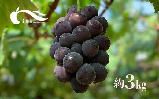 ふるさと納税 No 1595あづま果樹園 ぶどう 巨峰 約3kg 22年発送 Expicare Com