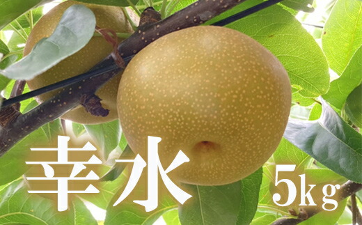 【ふるさと納税】No.1714梨　なし　幸水　約5kg　【2025年発送】