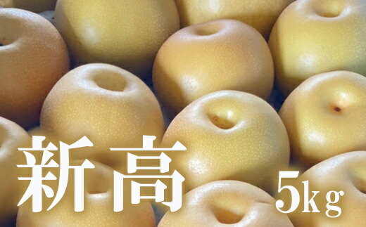 【ふるさと納税】No.1722梨　なし　新高　約5kg　【2025年発送】