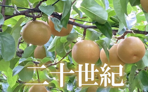 【ふるさと納税】No.1726梨　なし　二十世紀　約2kg　【2025年発送】