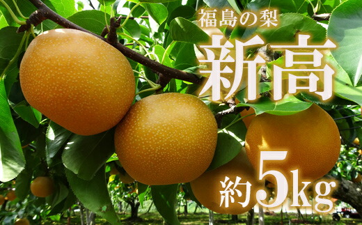 【ふるさと納税】No.2190福島の梨　新高　約5kg【2025年発送分】