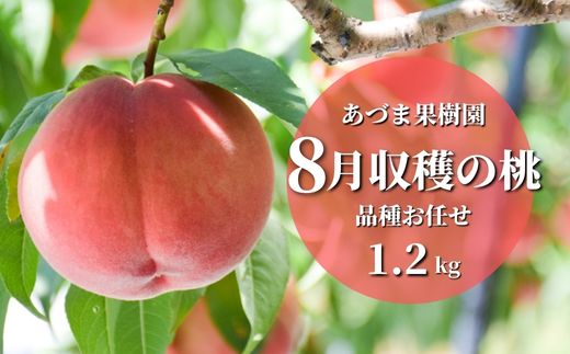 【ふるさと納税】No.2328もも　8月収穫の桃　約1.2kg【2025年発送　先行予約】