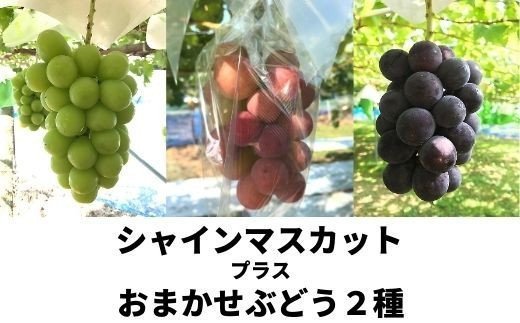 【ふるさと納税】No.2504くるま農園　シャインマスカットとぶどう2種（全3房）【2025年発送　先行予約】