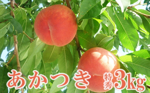 【ふるさと納税】No.2513 もも　特秀「あかつき」約3kg【2025年発送】