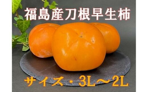 【ふるさと納税】No.2582刀根早生柿（種ナシ）約7kg【2025年発送】