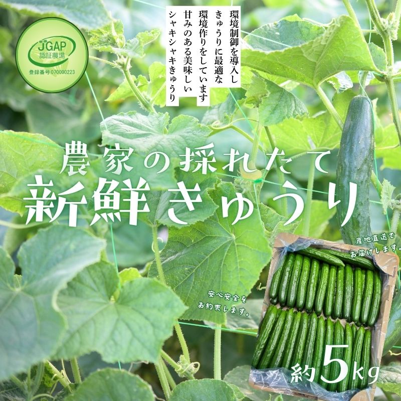 【ふるさと納税】No.2974 JGAP農家の採れたて新鮮きゅうり　約5kg 秀級品