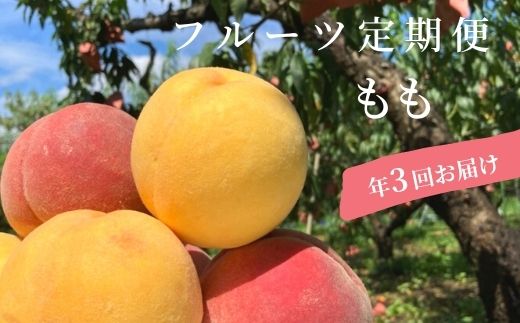【ふるさと納税】No.1623もも3種定期便 あかつき/白桃・黄桃セット/さくら白桃 各約2kg【2025年発送】