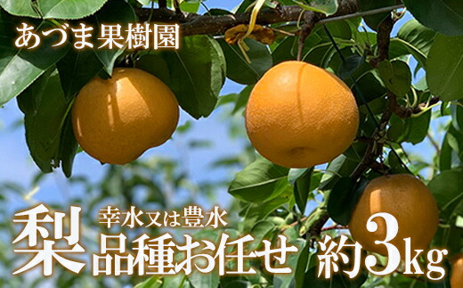 【ふるさと納税】No.1765梨　品種おまかせ　(幸水又は豊水)約3kg【2025年発送　先行予約】