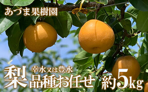 【ふるさと納税】No.1767梨　品種おまかせ　(幸水又は豊水)約5kg【2025年発送　先行予約】