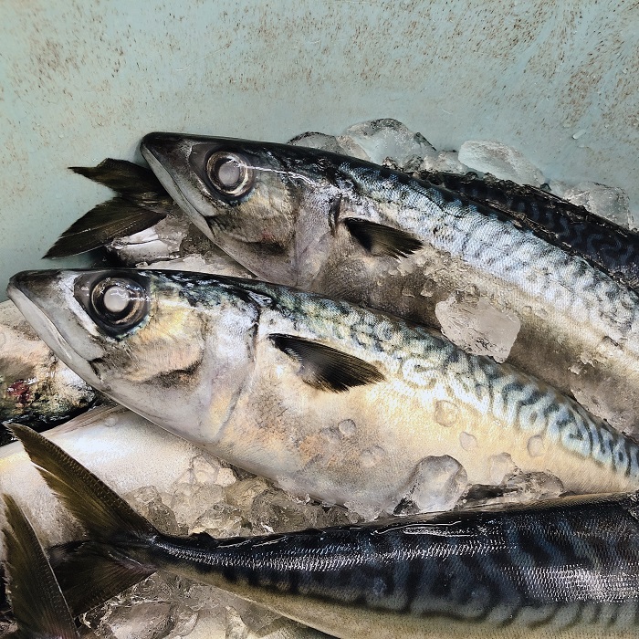 高級ブランド 小名浜 特大鯖の開き干し メヒカリの丸干し 鰯のミリン干し Fucoa Cl