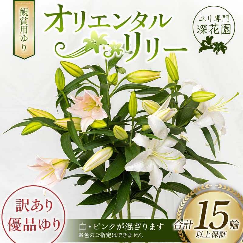 楽天市場】【ふるさと納税】ユリ専門＜深花園＞観賞用ゆり