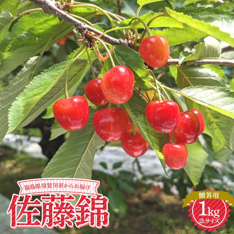 【ふるさと納税】さくらんぼ 佐藤錦 2L 1kg 贈答用 ＜佐藤幸男農園＞ さくらんぼ サクランボ チェリー デザート フルーツ 果物 くだもの 果実 食品 F7X-0278