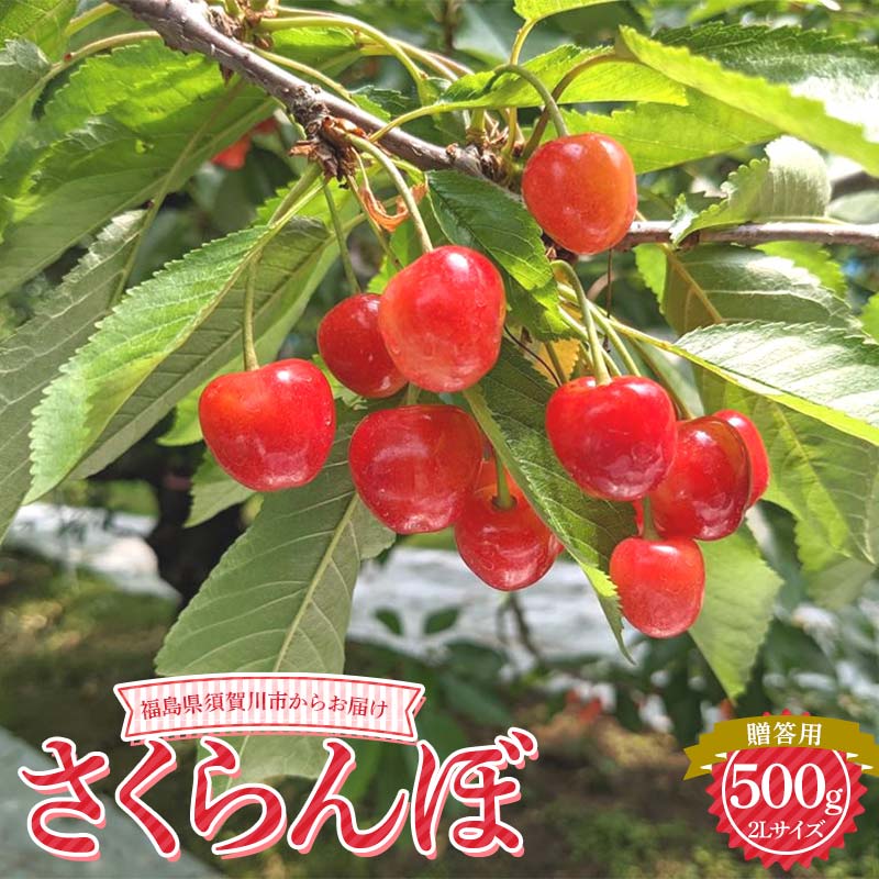 【ふるさと納税】さくらんぼ 佐藤錦 紅秀峰 紅てまり どれか1品種 500g 2L 贈答用 ＜有我果樹園＞ さくらんぼ サクランボ チェリー デザート フルーツ 果物 くだもの 果実 食品 F7X-0279