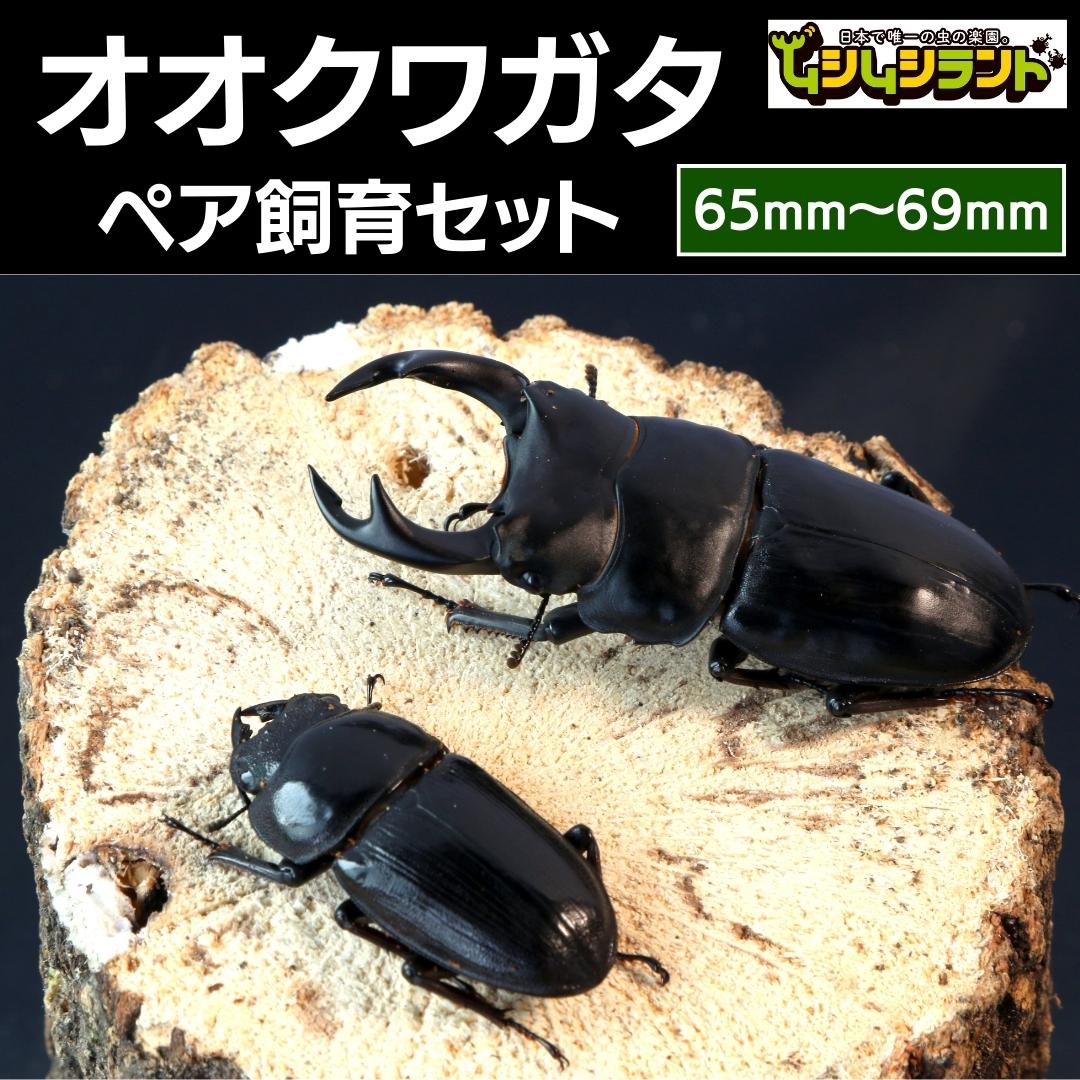 【楽天市場】【ふるさと納税】 オオクワガタ ペア 飼育 セット 70mm～ 9月以降発送 クワガタ 自由研究 昆虫 成虫 生体 虫 飼育 夏休み 観察  自然 環境 学習 子供 孫 プレゼント 贈答 人気 福島県 田村市 田村 ふくしま たむら ムシムシランド : 福島県田村市