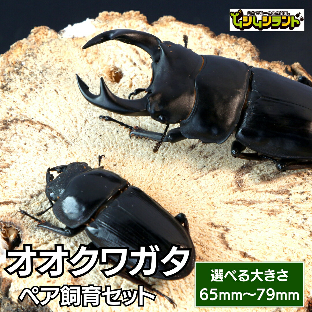 楽天市場】【ふるさと納税】【限定5セット】ギアスゾウカブト成虫ペア