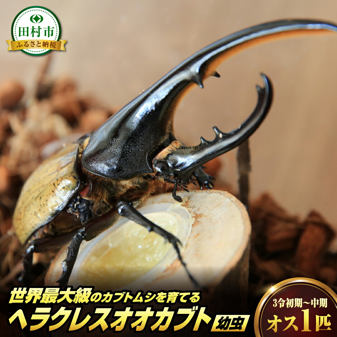 【ふるさと納税】ヘラクレスオオカブト 幼生 1匹 牡 3令すべり出し～中期 カブトムシ 親しさ練習曲 虫けら 虫 繁殖 夏休み 気取らない 周囲の状況 学び取る 赤ちゃん 孫 差し上げ物 差しあげる 福島県 田村市 福島 田村 ムシムシランド