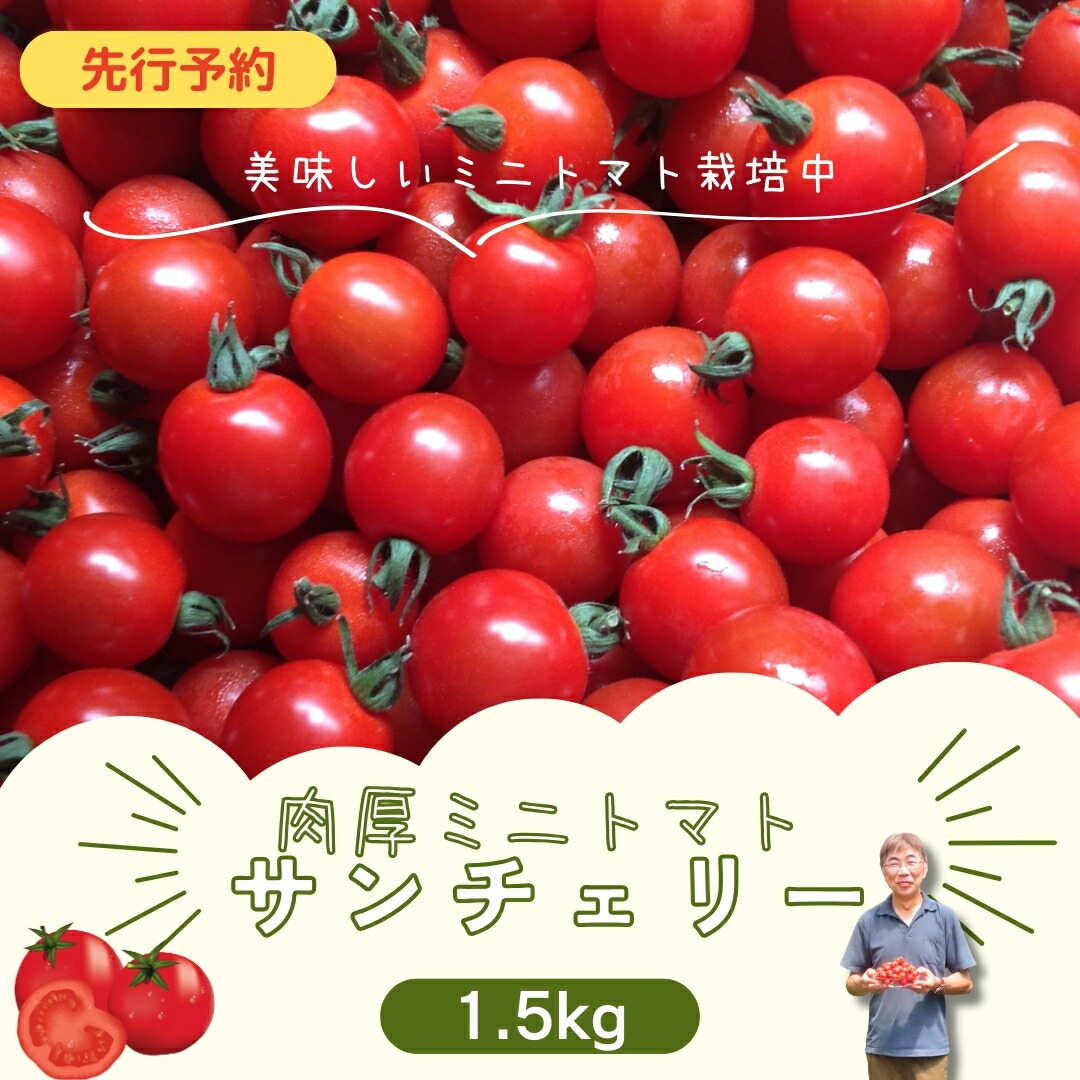 【ふるさと納税】 先行予約 ミニトマト サンチェリー 1.5kg 2026年7月発送 トマト とまと プチトマト 新鮮 野菜 農家直送 1キロ おすすめ ギフト 贈答 プレゼント 10000円 1万円 福島県 田村市 田村 よしのや農園