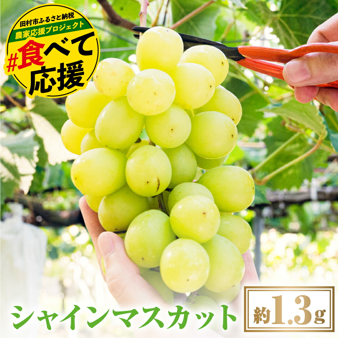 【ふるさと納税】【 先行予約 2025年発送 】 シャインマスカット1.3kg  冷蔵 種無し 種なし シャインマスカット ぶどう 品種 果物 甘い 巨峰 美味しい 希少 人気 ランキング おすすめ  福島県 田村市  鈴木農園