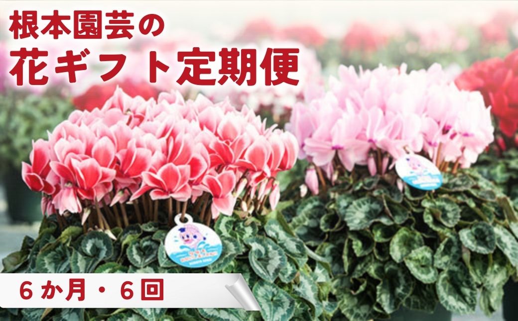 【ふるさと納税】【2026-2027年 此れから取って置く 】【定期便】花差し上げ物定期便 選べる発生率 シクラメン マーガレット ラナンキュラス ラックス クレマチス 紫陽花 花 お花 御花差し上げ物 定期便 花差し上げ物 御花差し上げ物 鉢花 鉢植え 差し上げ物 呉れて遣る 稼穡水産殿上人賞勝ち取る 基本原理園芸