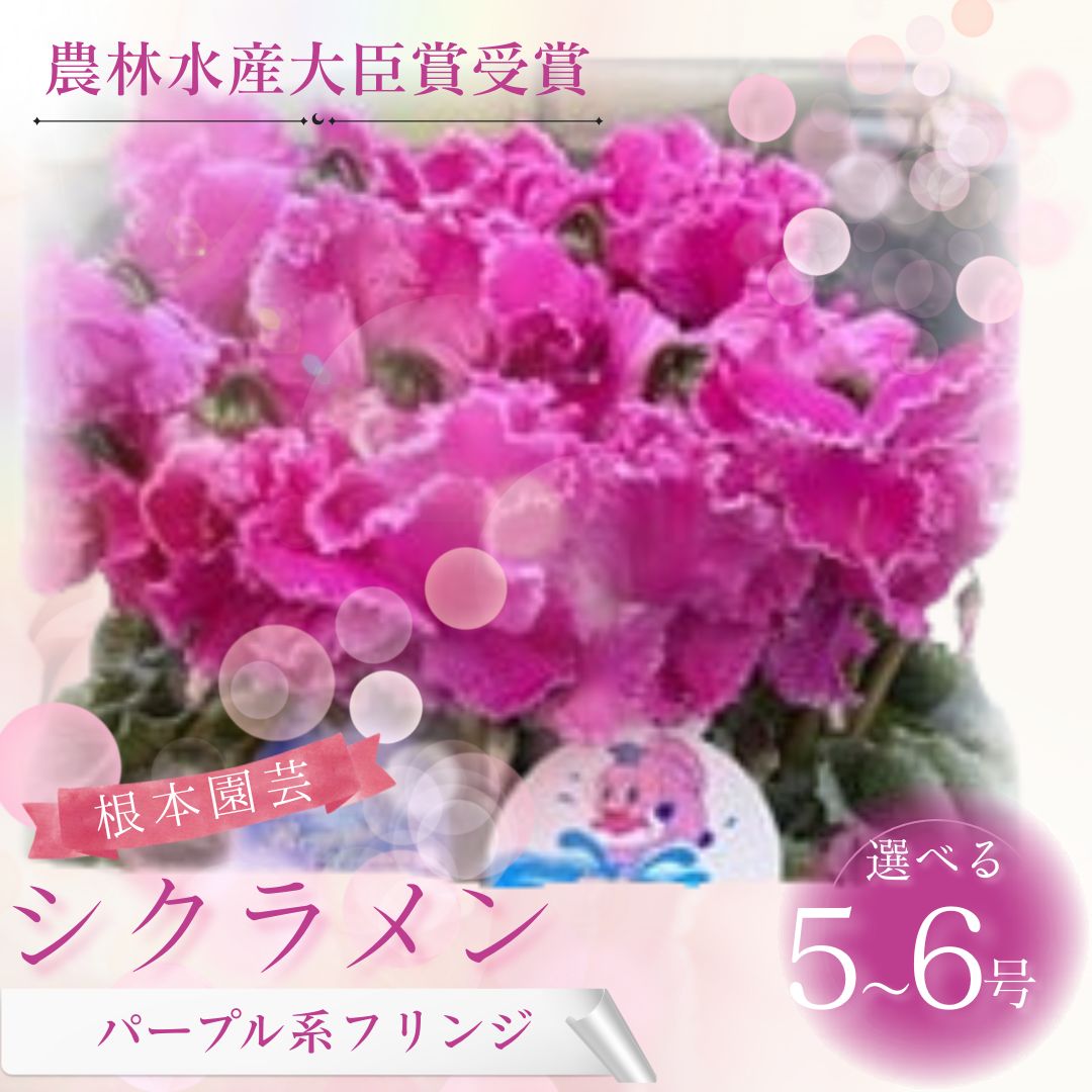 【ふるさと納税】【2026年 先行予約 】 シクラメン パープル系フリンジ 選べる種類 花 お花 ガーデンシクラメン パープル 紫 花ギフト フラワーギフト 鉢花 鉢植え ギフト プレゼント 贈答 農林水産大臣賞受賞 根本園芸 aj004｜福島県南相馬市