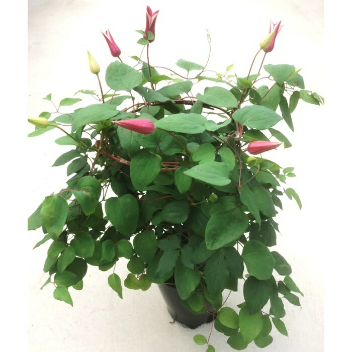 農林水産大臣賞受賞の生産者が選抜 育てて楽しめるクレマチスプリンセスダイアナ ふるさと納税 母の日 花 クレマチス 花 観葉植物 赤系 ギフトラッピング 6号鉢 ふるさと納税 鉢花 鉢植え 鉢花 Southernoaksfuneralservice Com