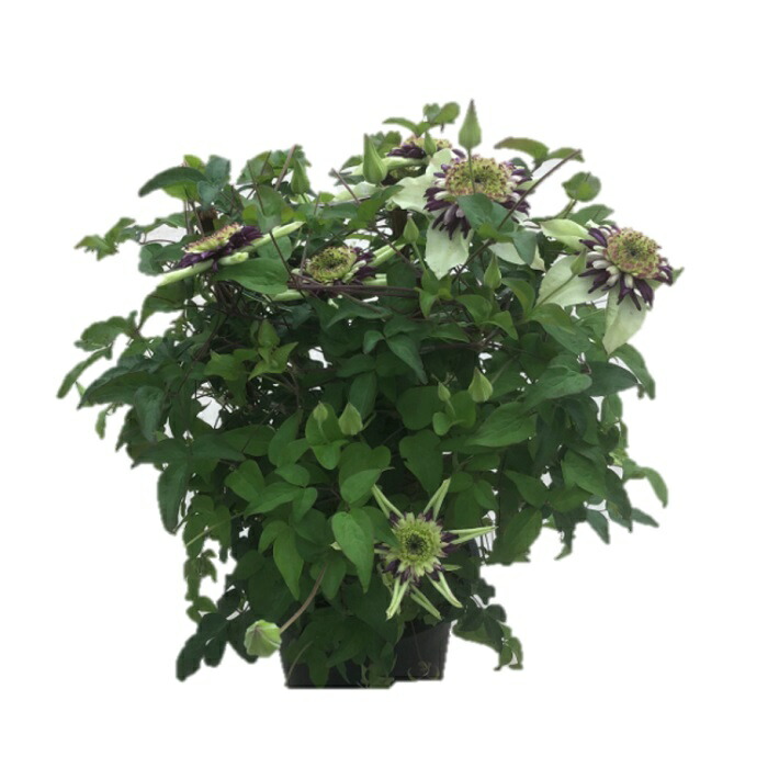 アウトレット 送料無料 の農林水産大臣賞した根本園芸のクレマチス 母の日 先行予約 ふるさと納税 根本園芸 クレマチス 鉢花 花 観葉植物 鉢植え ビエネッタ 白系 6号鉢 農林水産大臣賞受賞 ガーデン 花 ギフト 農林水産大臣賞受賞 母の日 100