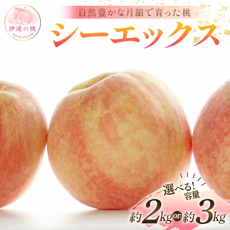 【ふるさと納税】＼選べる容量／【2026年出荷分先行予約】福島県産 シーエックス 約2kg 約3kg 森果樹園 自然豊かな月舘で育った桃 伊達の桃 桃 フルーツ 果物 もも モモ momo F21C-230var｜福島県伊達市 7,300円