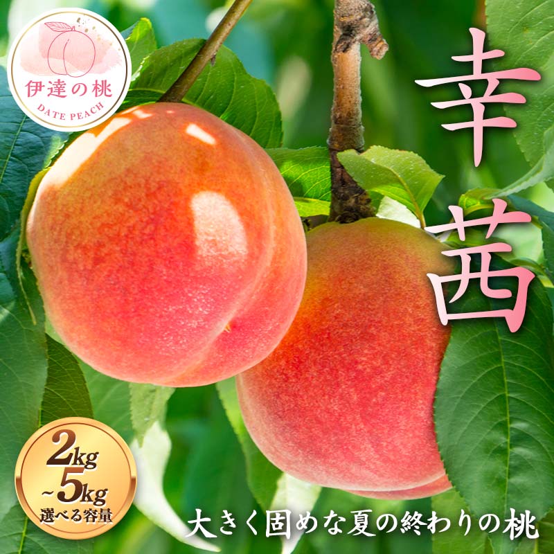 【ふるさと納税】＼選べる容量／【2026年出荷分先行予約】福島県産 幸茜 約2kg 約3kg 約5kg 佐藤俊博 大きく固め 夏の終わりの桃 伊達の桃 桃 フルーツ 果物 もも モモ momo F21C-125var｜福島県伊達市 11,250円