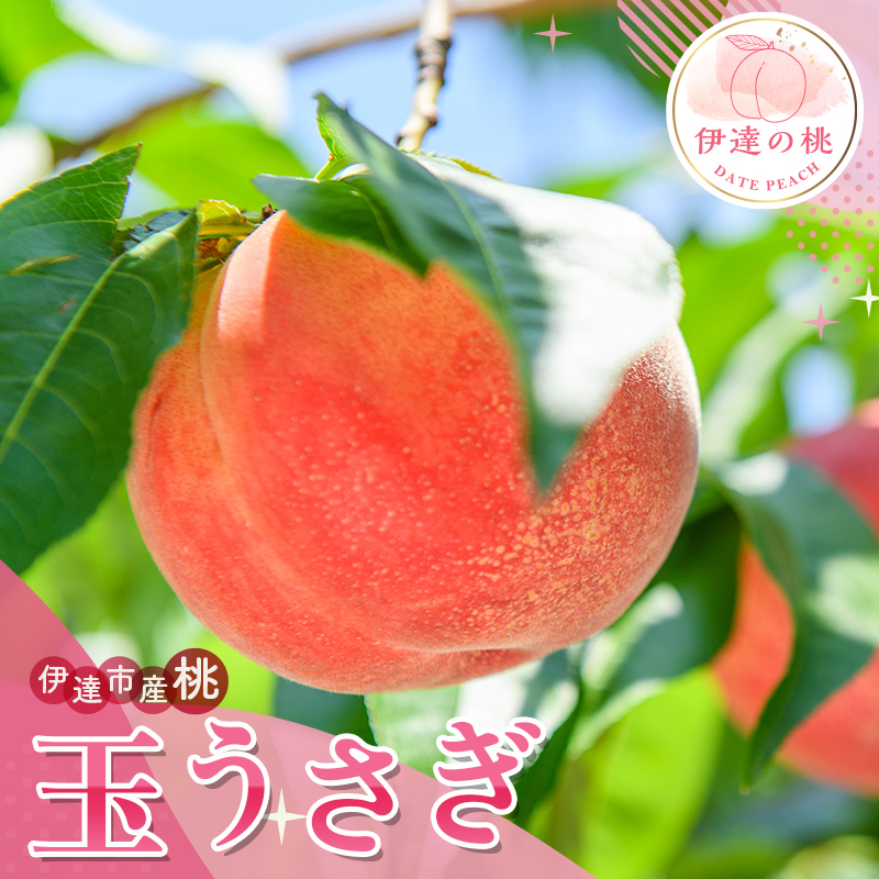 【ふるさと納税】2025年出荷分 先行予約数量が選べる 福島県産 玉うさぎ 3kg 5kg 2025年8月下旬～2025年9月上旬発送 先行予約 予約 新品種 たまうさぎ 固め 伊達の桃 桃 もも モモ 果物 くだもの フルーツ F20C-834var