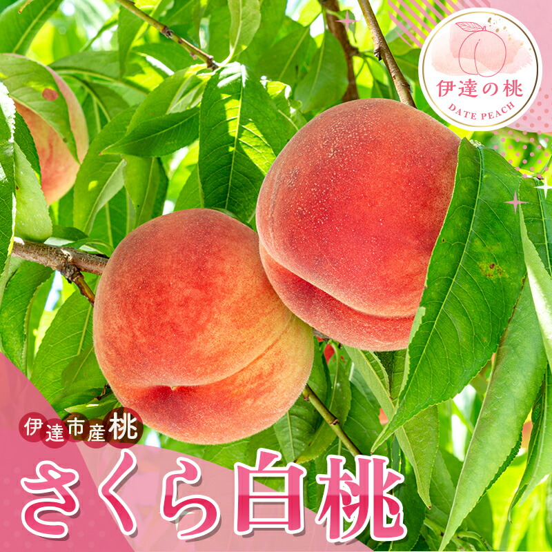 【ふるさと納税】2025年出荷分 先行予約数量が選べる 福島県産 さくら白桃 3kg 5kg 2025年9月上旬～2025年9月中旬発送 先行予約 予約 大玉 固め 白桃 伊達の桃 桃 もも モモ 果物 くだもの フルーツ 国産 F20C-836var