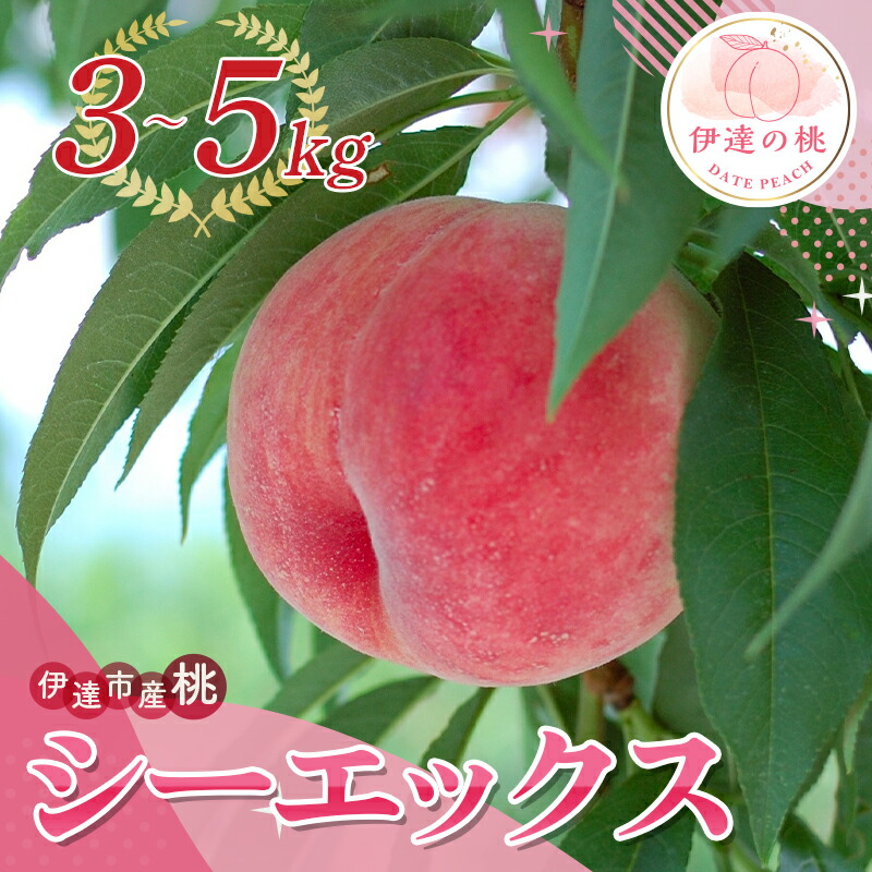 【ふるさと納税】2025年出荷分 先行予約数量が選べる 福島県産 シーエックス 3kg 5kg 2025年9月下旬～2025年10月上旬発送 先行予約 予約 大玉 固め 伊達の桃 CX 桃 もも モモ 果物 くだもの フルーツ F20C-840var
