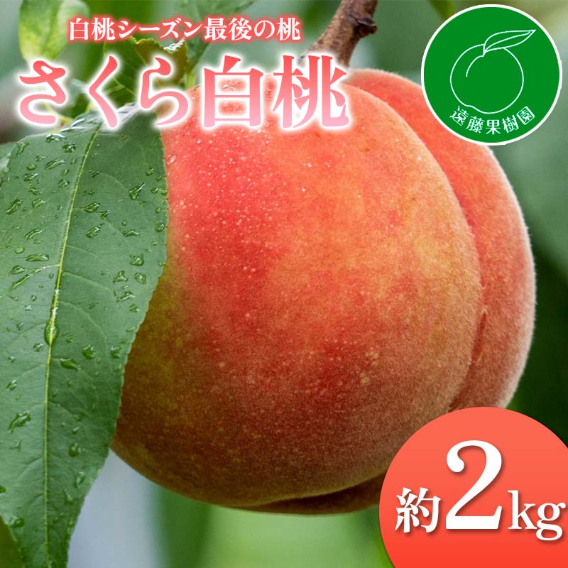 【ふるさと納税】【2026年出荷分先行予約】福島県産 さくら白桃 約2kg (5~9玉) 遠藤果樹園 大玉 固め 白桃 伊達の桃 桃 フルーツ 果物 もも モモ momo F20C-833|福島県伊達市