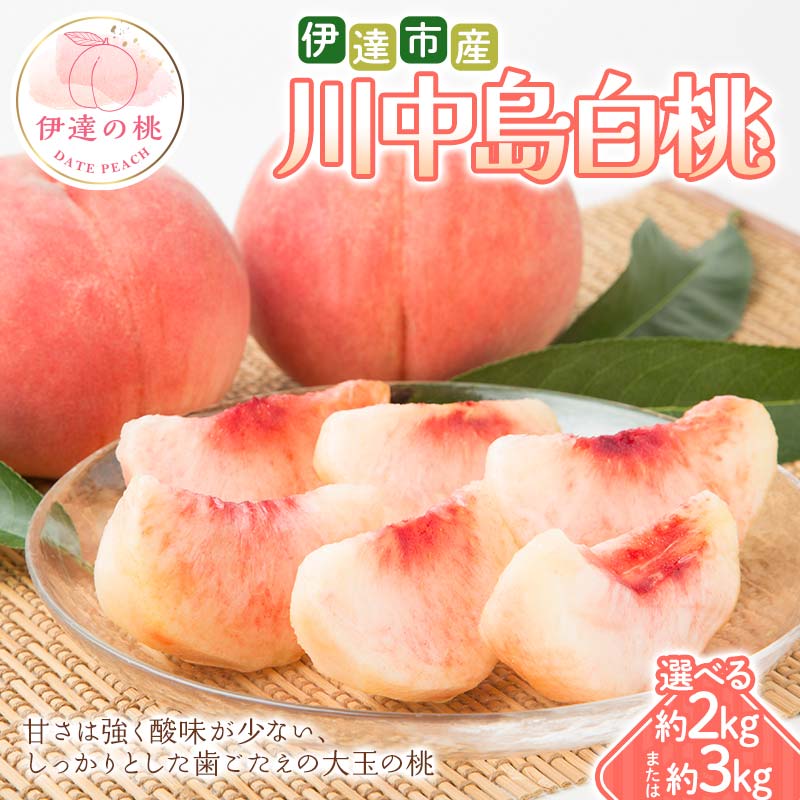 【ふるさと納税】\選べる容量/【2026年出荷分先行予約】福島県 伊達市産 川中島白桃 約2kg・約3kg 種まきうさぎ株式会社 伊達の桃 桃 フルーツ 果物 もも モモ momo F21C-296var|福島県伊達市