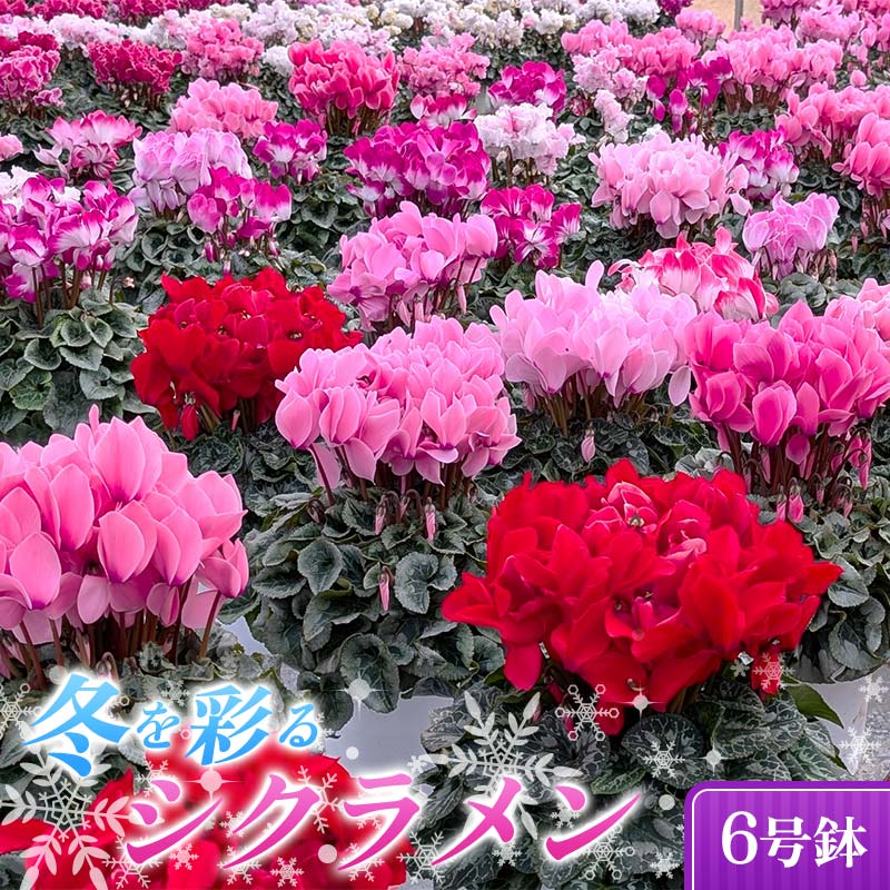 【ふるさと納税】小国園芸 冬を彩る シクラメン 6号鉢 種類・色おまかせ 花 鉢植え F21C-306|福島県伊達市