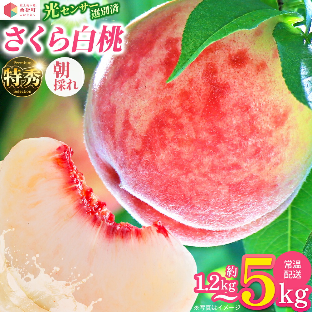 【ふるさと納税】【選べる内容量】もも【さくら白桃・2026年産】特秀 1.2kg/1.5kg/3kg/5kg 桑折町産 JAふくしま未来 桃 / モモ 果物 白桃 フルーツ 旬 甘い 甘み ジューシー 果肉 果汁 朝採り 新鮮 フレッシュ デザート 産地直送 福島県【07301-0168・0171・0175・0229】|福島県桑折町