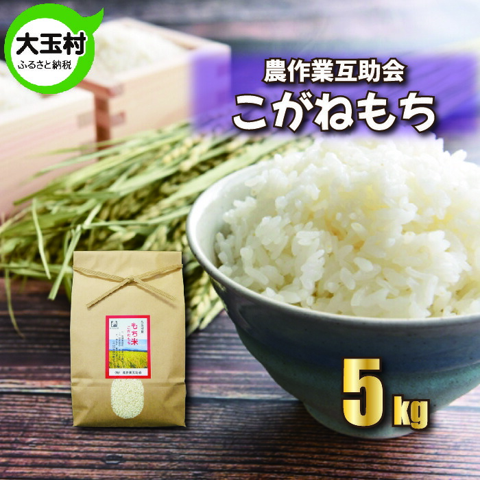 【ふるさと納税】【令和5年産】【 農業生産法人 農作業互助会 のお米】 こがねもち 5kg <br> ｜ お米 令和5年産 精米 もち もち米 餅米 もちごめ おこわ ｜ gj-km05-R6