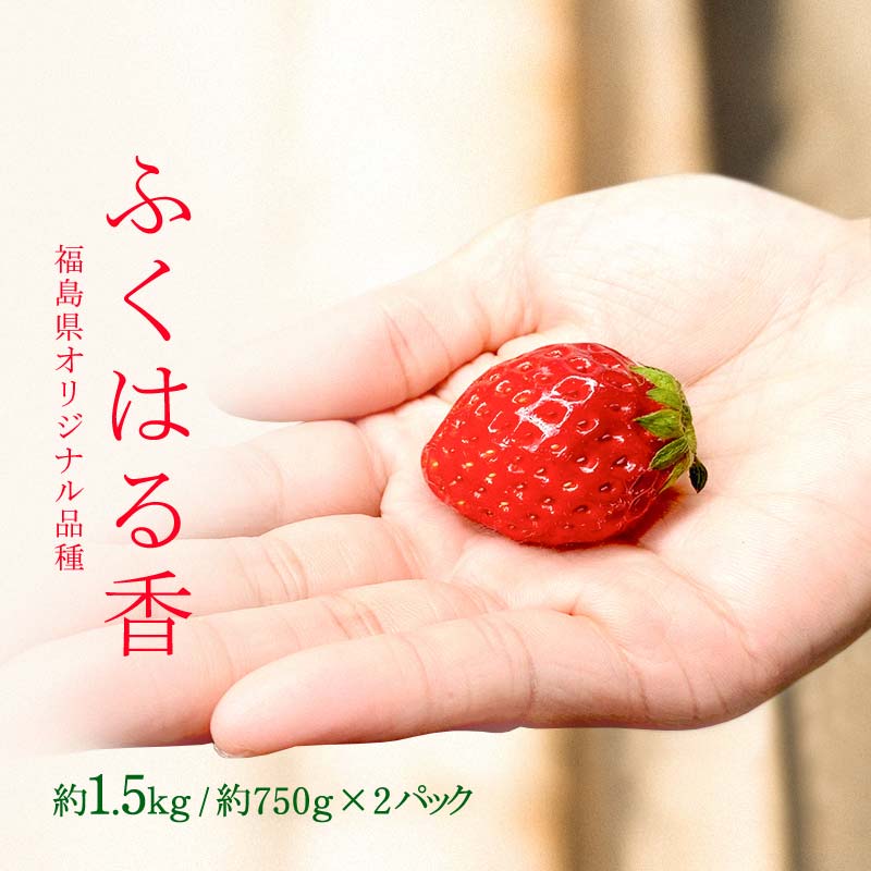 【ふるさと納税】【先行予約】香りが強い！福島県オリジナル品種「ふくはる香」小粒 バラ詰め 約1.5kg（約750g×2パック） いちご イチゴ 苺 福島県 鏡石町 鏡石農遊園 F6Q-079