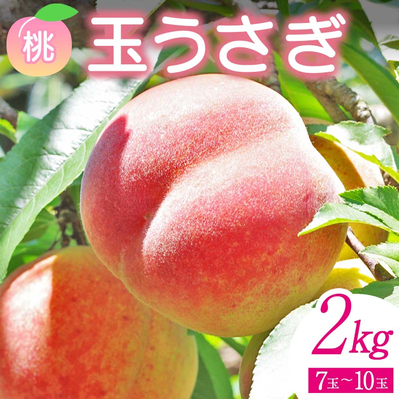 【ふるさと納税】<先行予約> 福島県産 甘くてジューシー 桃 玉うさぎ2kg(7玉~10玉) モモ フルーツ 果物 福島県 鏡石町 F6Q-358|福島県鏡石町