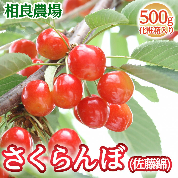 【ふるさと納税】16-P　相良農場　さくらんぼ（佐藤錦）500g 化粧箱入り ｜福島県産 サクランボ　※2025年6月中旬～6月下旬頃発送予定