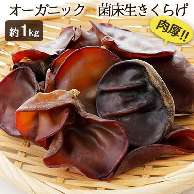 【ふるさと納税】オーガニック 菌床生きくらげ 約1kg しいたけ きのこ 野菜 国産 GAP認証 有機JAS認定 食物繊維 ビタミン ミネラル