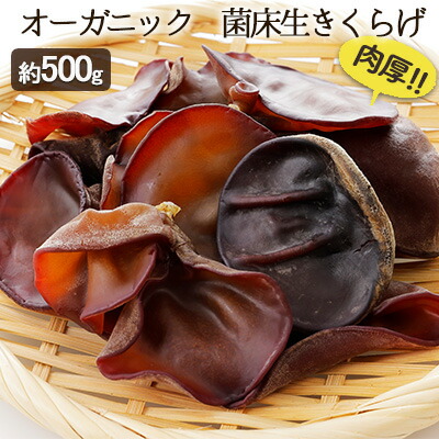 【ふるさと納税】オーガニック 菌床生きくらげ 約500g きのこ 野菜 国産 GAP認証 有機JAS認定 食物繊維 ビタミン ミネラル