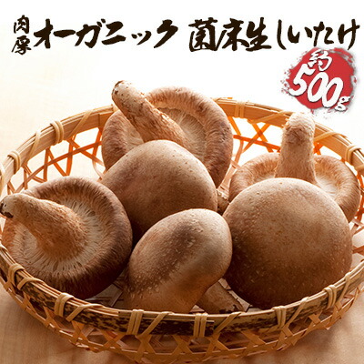 【ふるさと納税】オーガニック 菌床生しいたけ 約500g きのこ 野菜 国産 GAP認証 有機JAS認定 食物繊維 ビタミン ミネラル