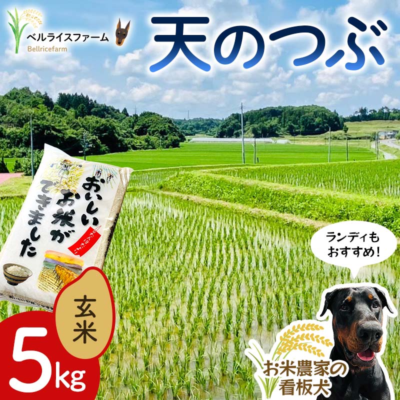 【ふるさと納税】 〈先行予約〉令和7年産 農家直送 ベルライスファームの天のつぶ 玄米5kg F6U-178