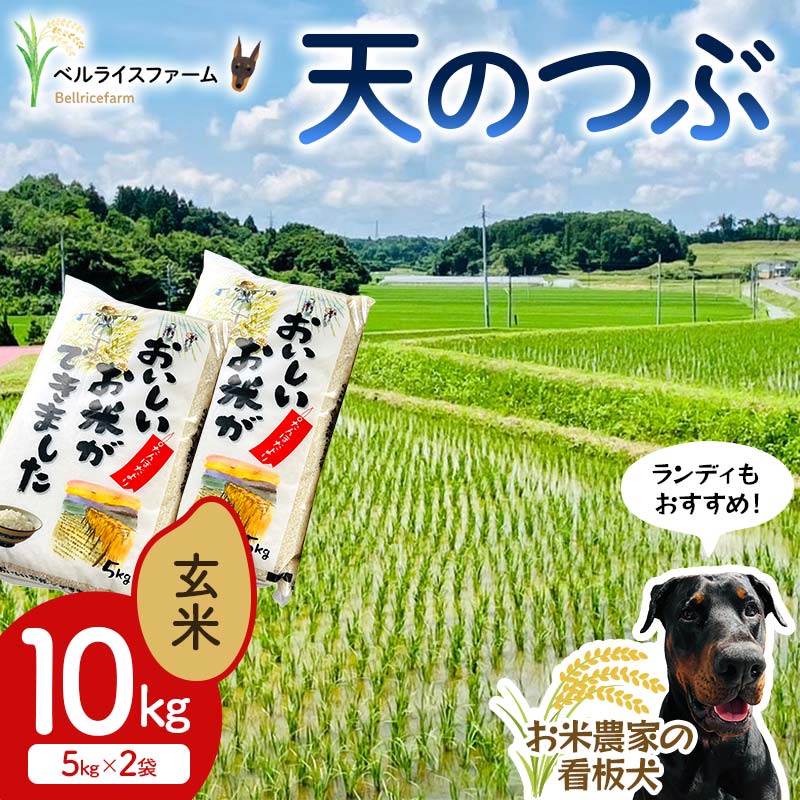 【ふるさと納税】 〈先行予約〉令和7年産 農家直送 ベルライスファームの天のつぶ 玄米10kg F6U-179